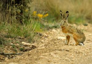 Fotografías de caza