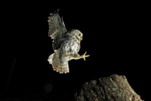 Paisajes y Nocturnas