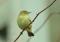 MOSQUITERO  COMUN ( Phylloscopus collibita ) Rfe.JDB_8092