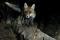 ZORRO (Vulpes vulpes ) Rfe. JDB_5559_2882